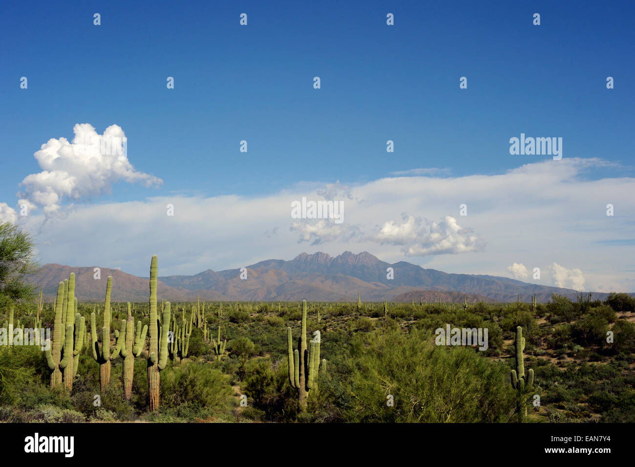 New Scenic 5 posti, deserto cactus Saguaro, caduta, Stagioni Foto Stock