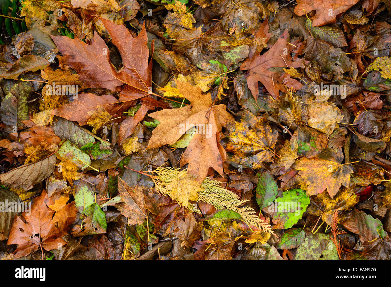 Autunno a colori foglie sul suolo della foresta; North Fork Trail, North Fork delle forche centrale sul fiume Willamette, Willamette National Forest, Foto Stock
