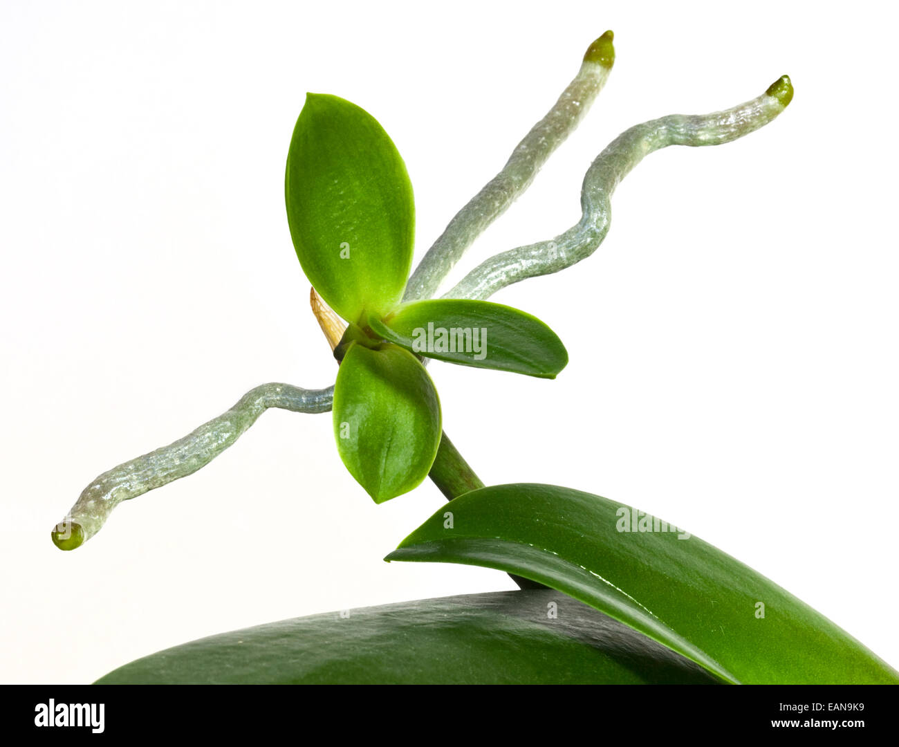 Phalaenopsis Orchid piantina e fiore sparare ancora attaccata alla pianta madre Foto Stock