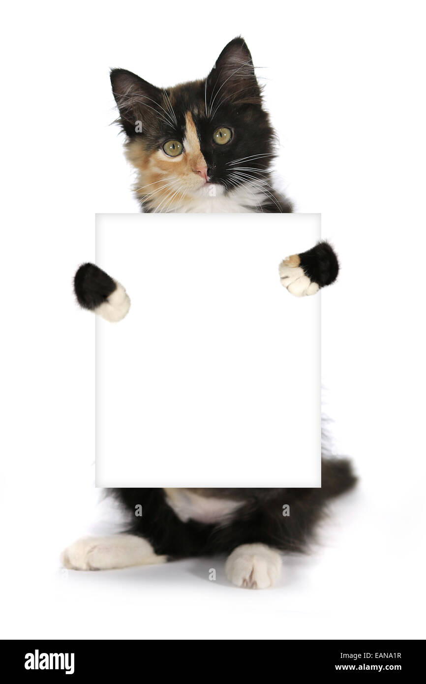 Piccoli capelli lunghi gattino domestico con una faccia di Split Foto Stock