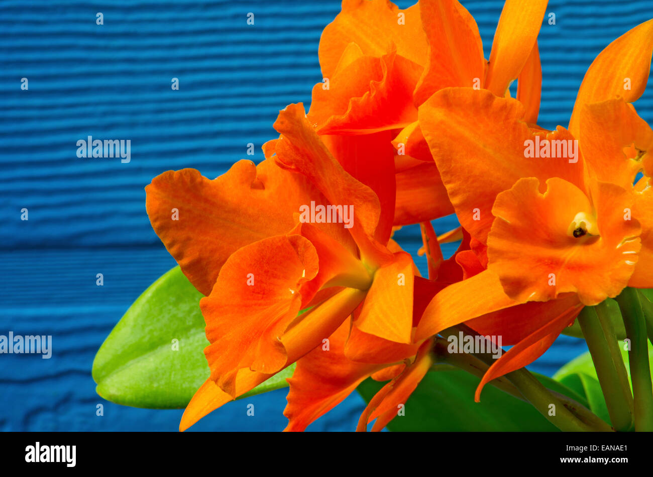 Spettacolare Orchid in piena fioritura in un conservatorio/Serra. Girato con un lungo la lente per creare il fuoco selettivo. Foto Stock