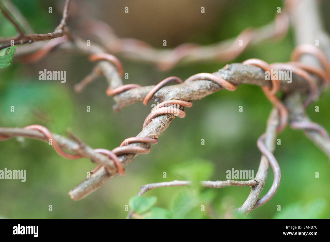 I rami degli alberi con cavo in rame a forma a Bonsai. Foto Stock