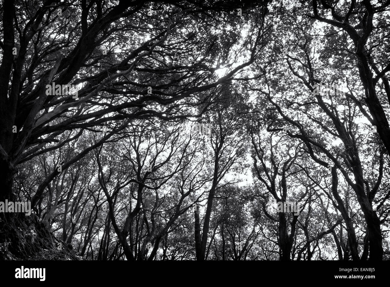Albero Canopy a Mount Edgecumbe parco vicino Cawsands Cornwall Regno Unito Foto Stock
