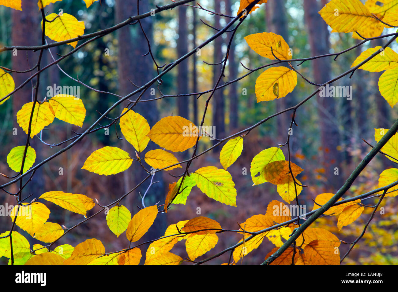 Il faggio Fagus sylvatica lascia cambiare colore in autunno Foto Stock