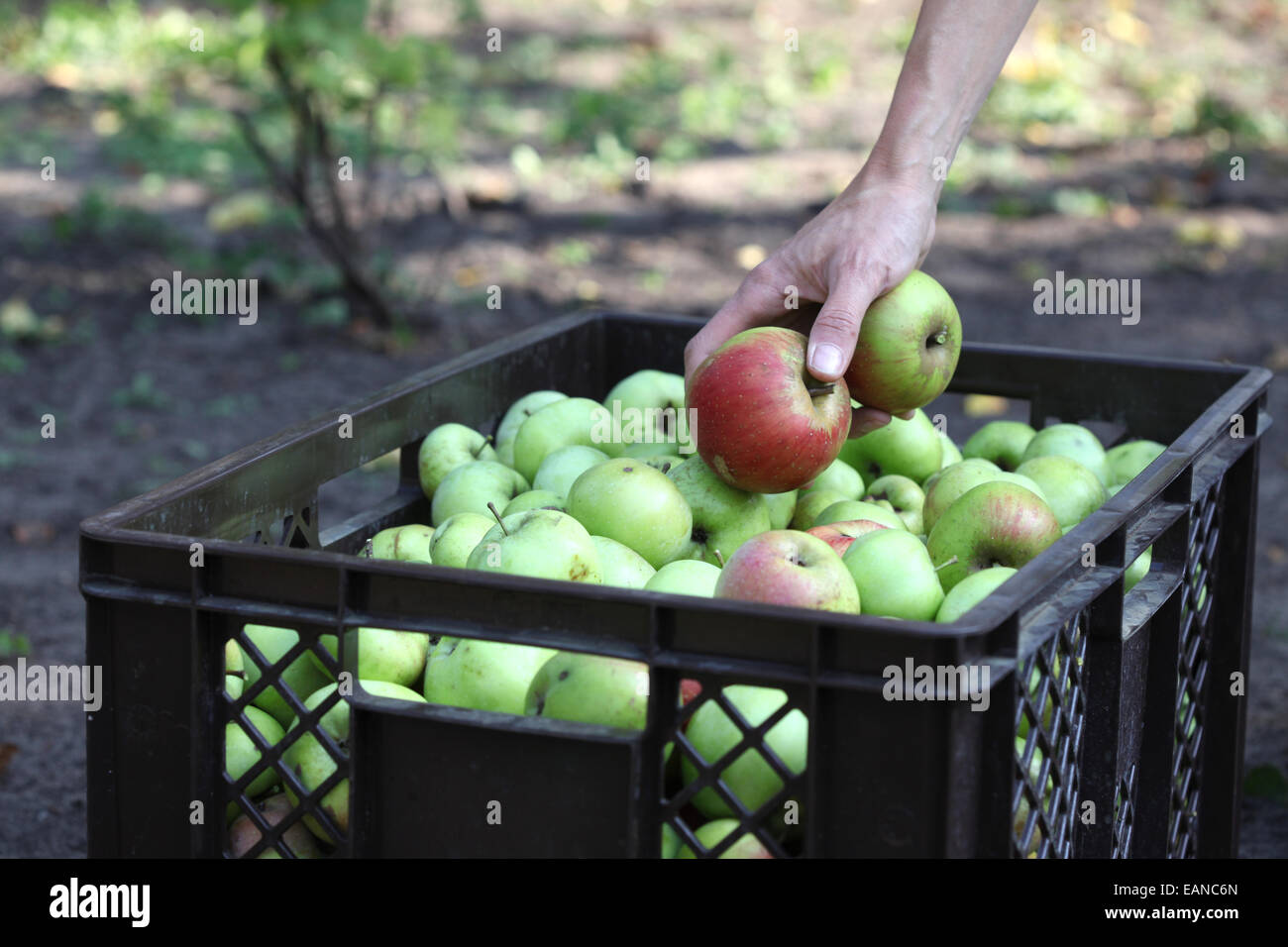 Close-up di una raccolta a mano le mele in un urbano progetto di giardinaggio Foto Stock