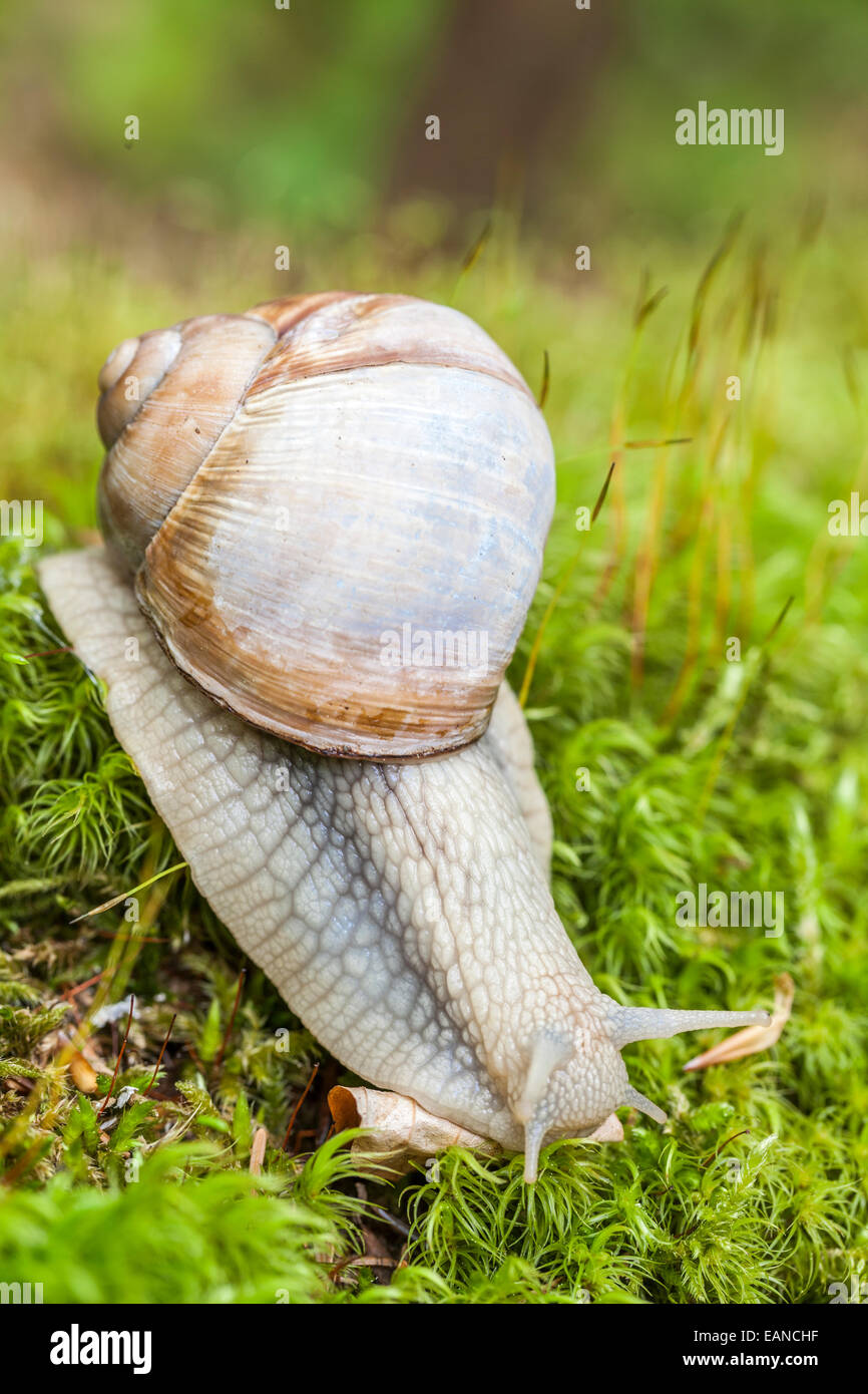 La Borgogna lumaca, romano, lumaca lumaca commestibili o escargot - Helix Pomatia -, il Parco Naturale di La Chartreuse, Savoie, Rhône-Alpes, Fra Foto Stock