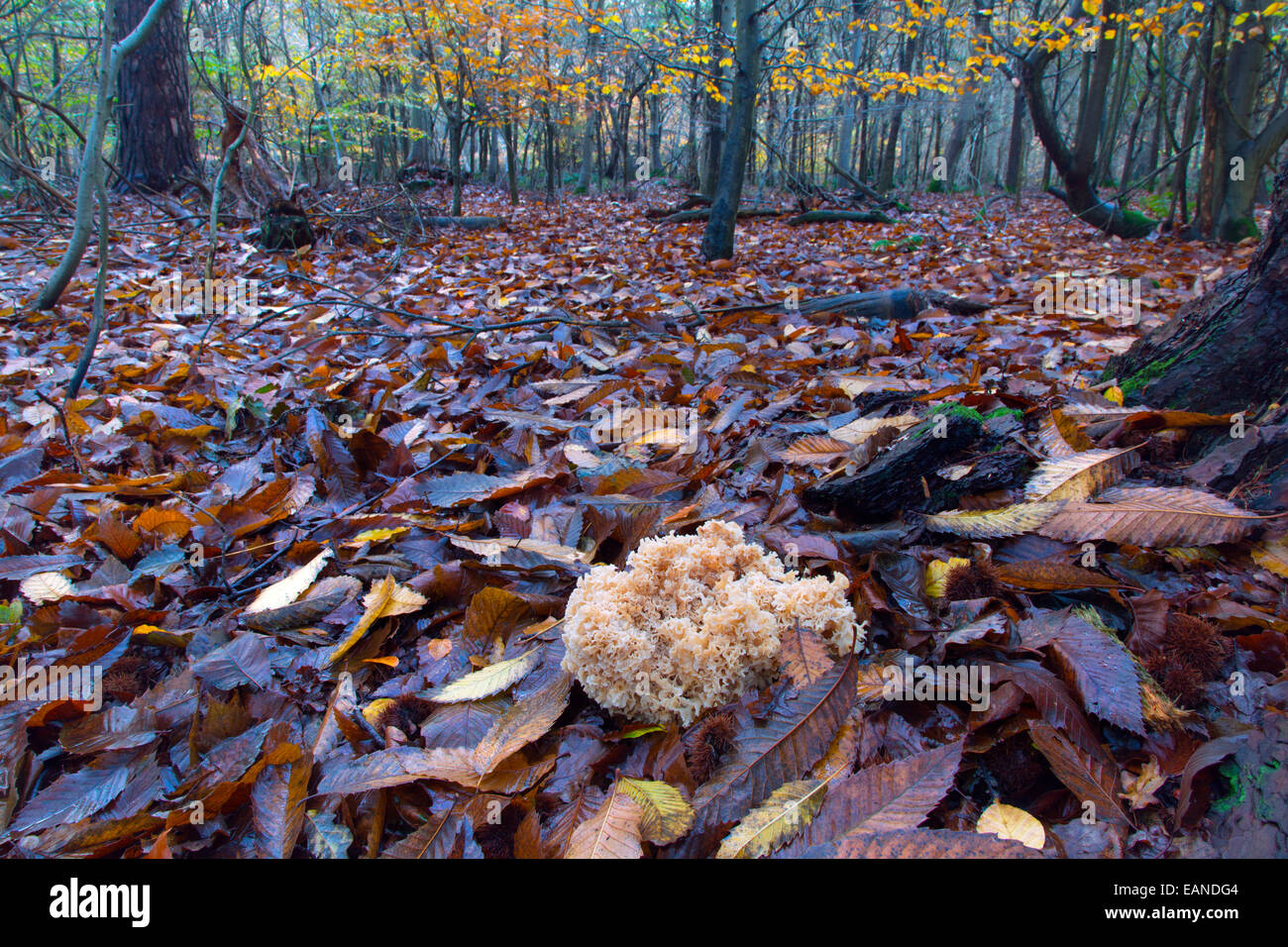 Il cavolfiore funghi Sparassis crispa crescente parassiticamente sulle radici di conifera Foto Stock