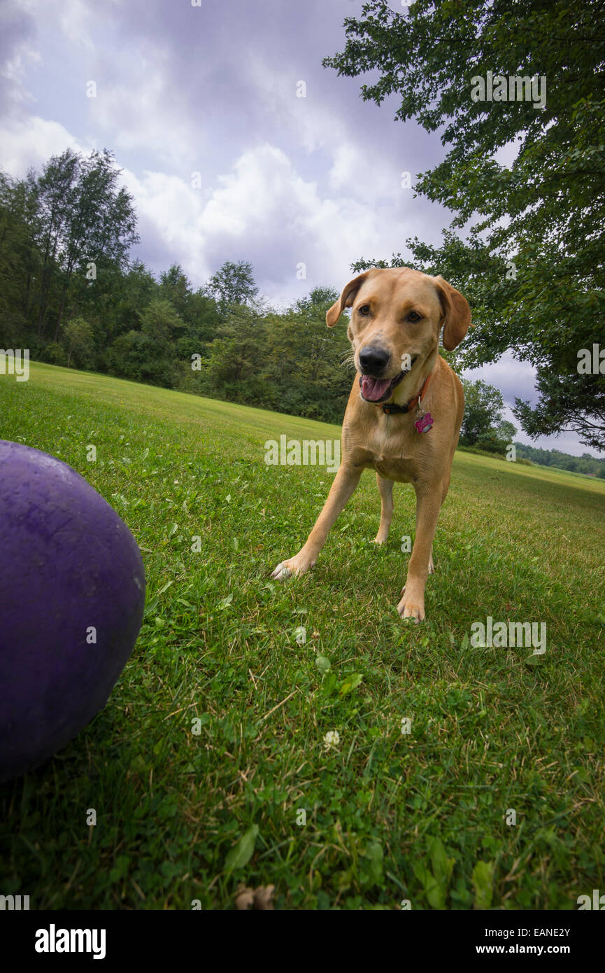 Cane giocando con sfera di colore viola Foto Stock