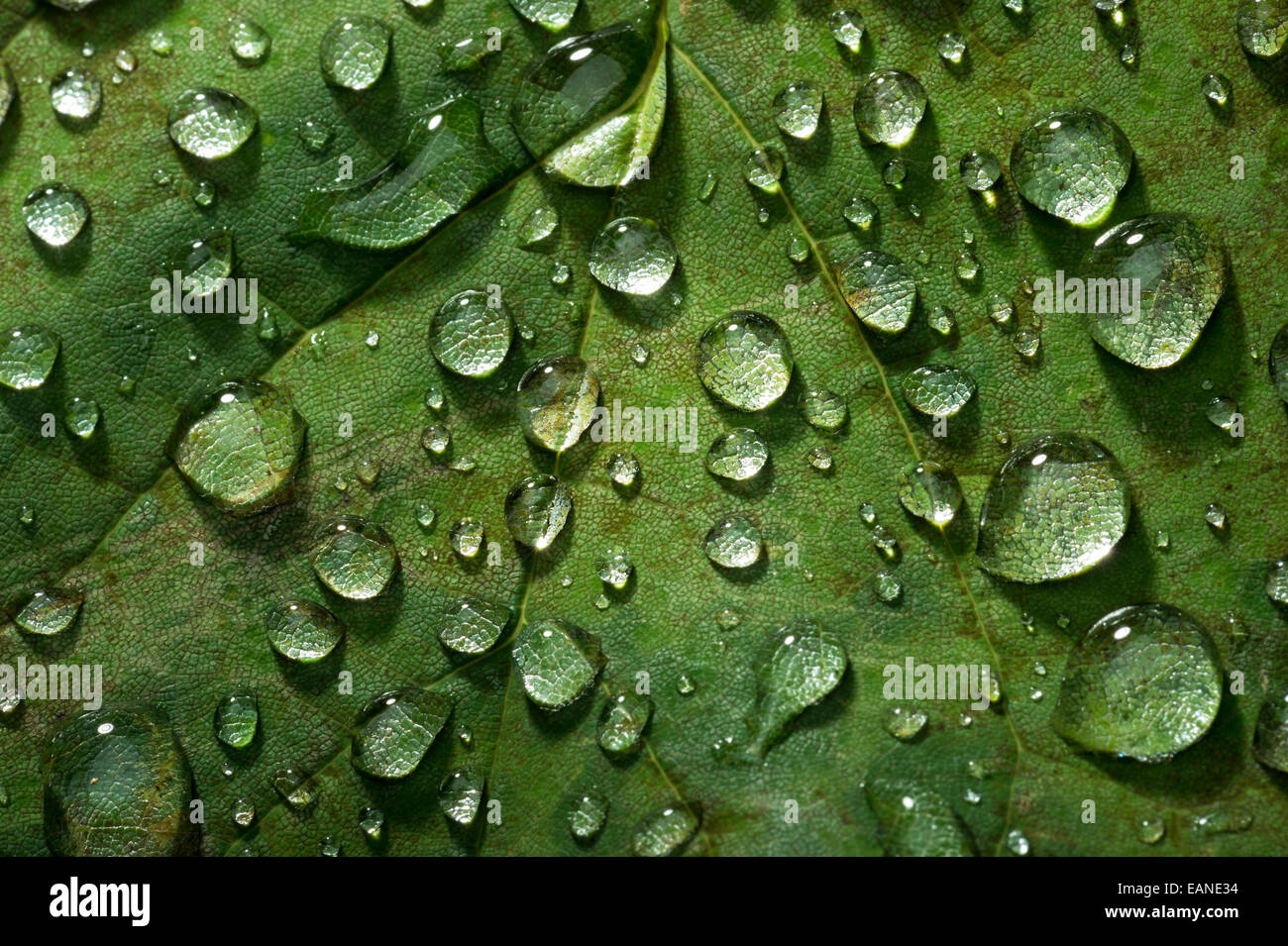 Gocce di acqua di rugiada su foglia verde dettaglio Foto Stock