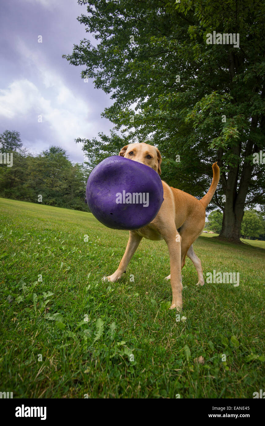Cane giocando con sfera di colore viola Foto Stock
