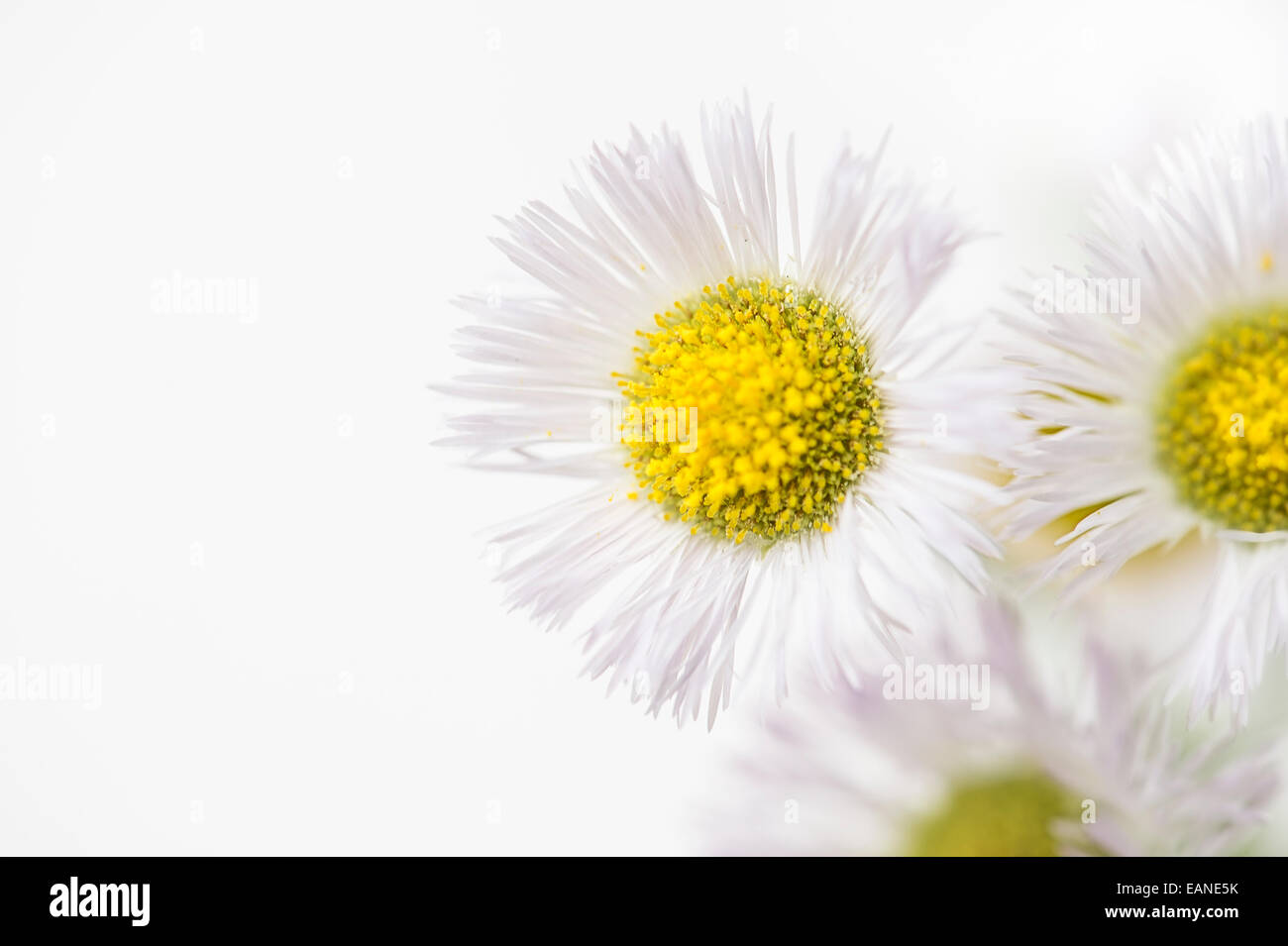 Folte Aster, minuscoli fiori selvaggi bianco Foto Stock