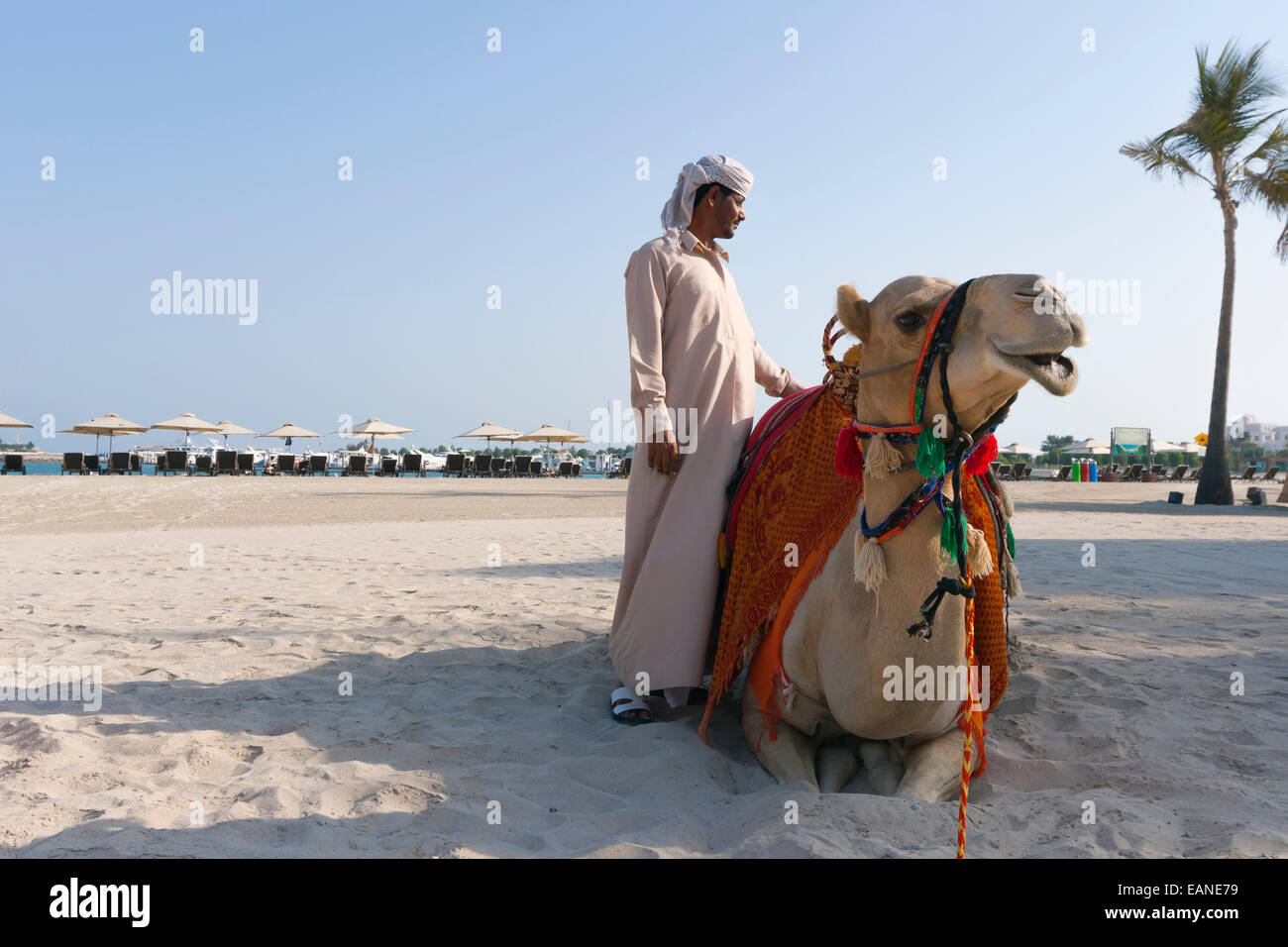 Abu Dhabi, negli Emirati Arabi Uniti. Cammelli sulla spiaggia. Foto Stock
