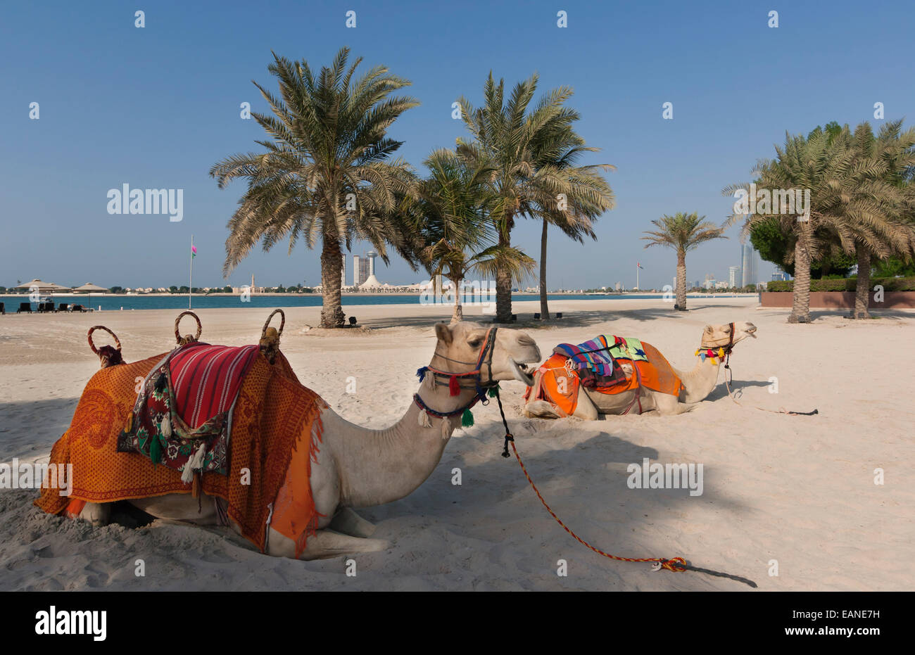 Abu Dhabi, negli Emirati Arabi Uniti. Cammelli sulla spiaggia. Foto Stock