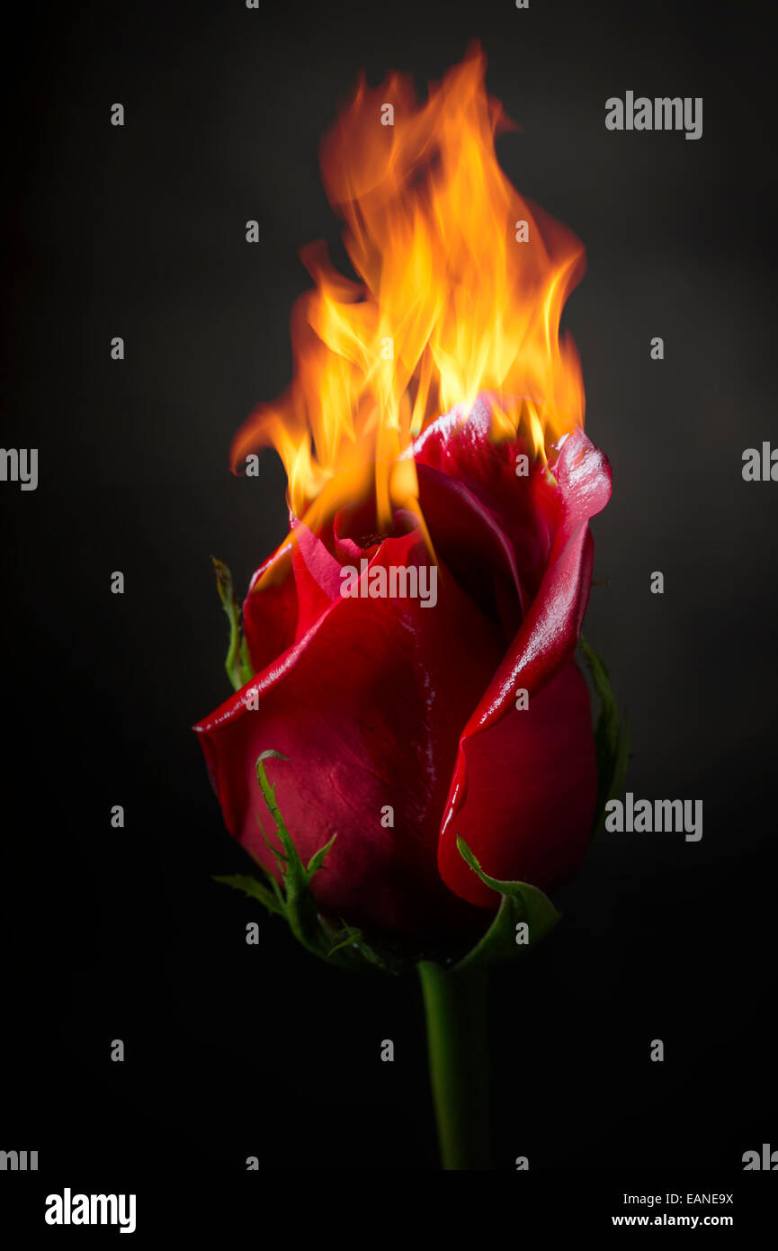 È salito sul fuoco, Flaming fiore Foto Stock