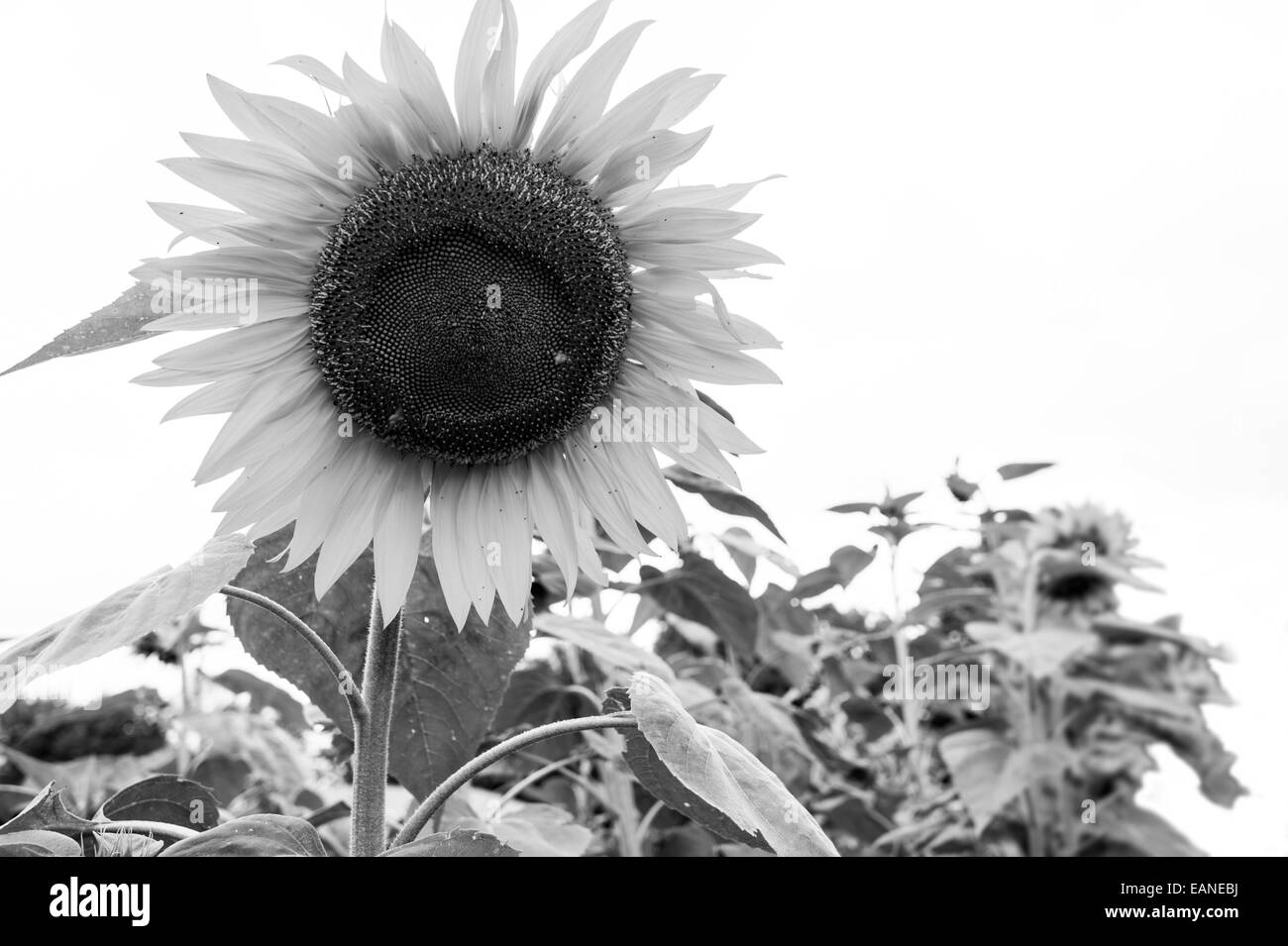 Girasole bianco & nero Foto Stock