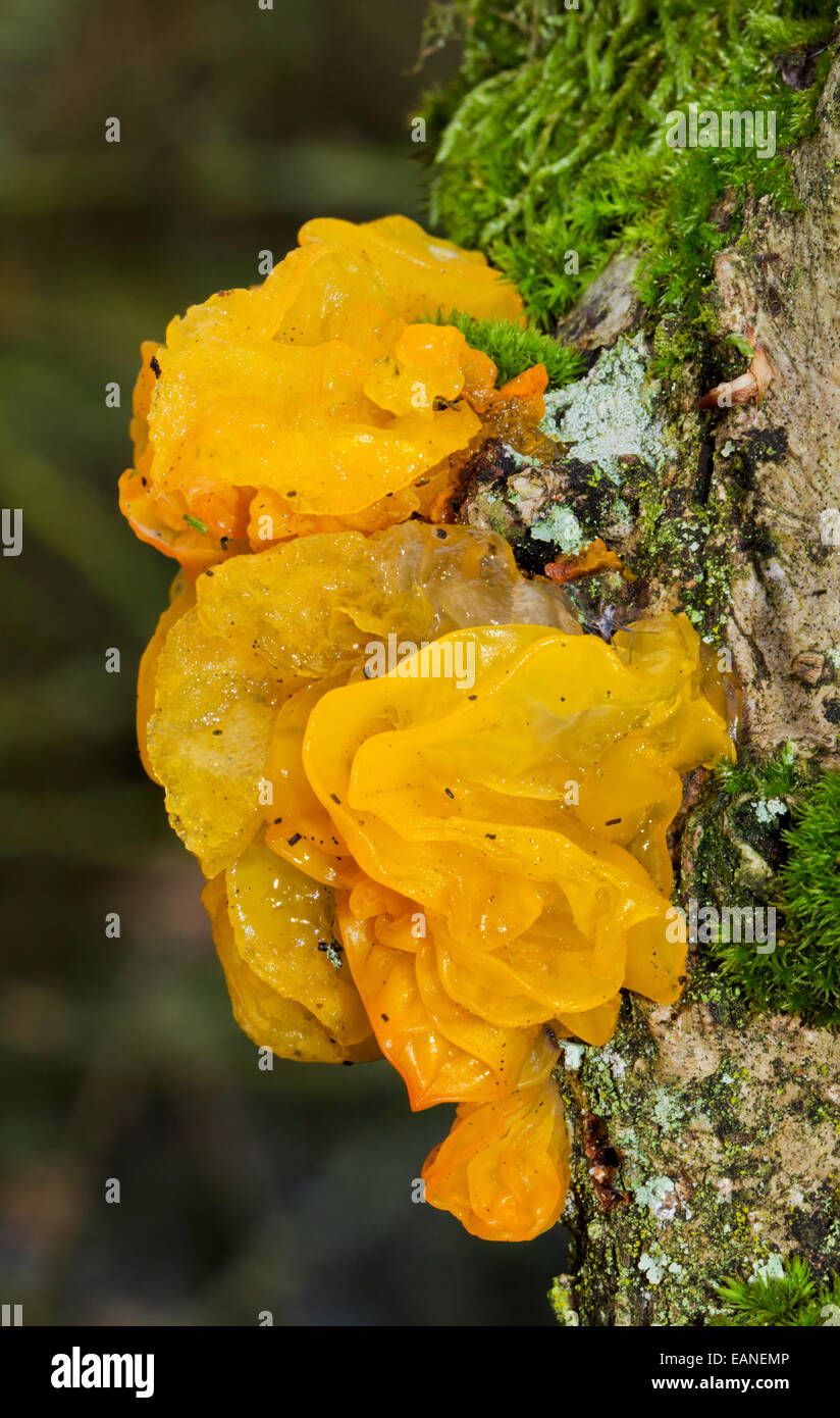 Un giallo Jelly fungo e moss su una quercia Foto Stock