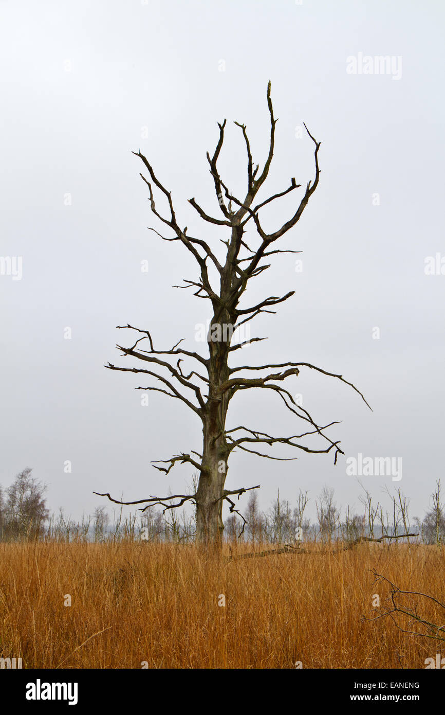 Dead Oak tree sul campo con Viola erba di Moro Foto Stock