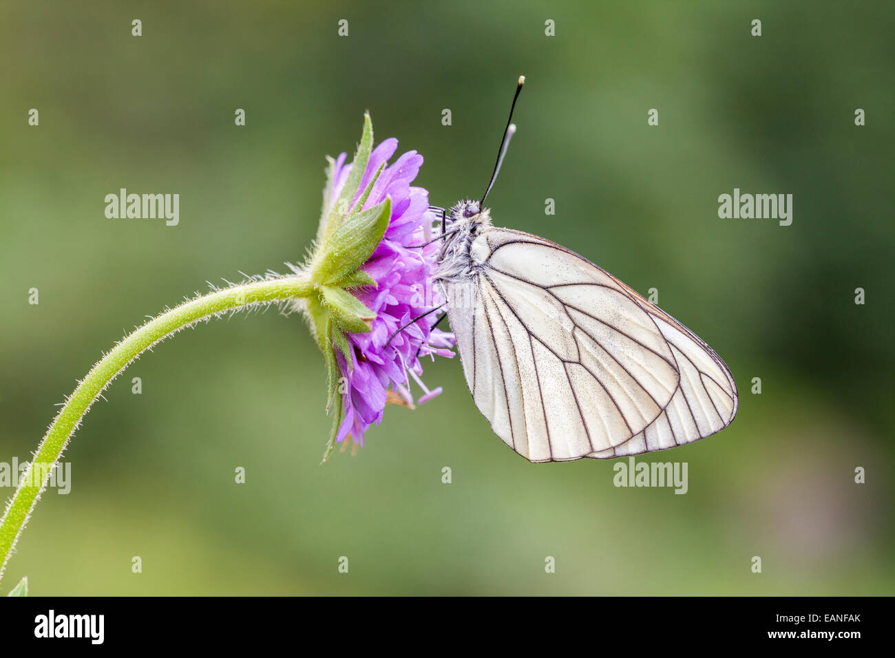 Nero-bianco venato - Aporia crataegi -, Chamonix Mont Blanc, Haure-Savoie, Rhône-Alpes, in Francia Foto Stock