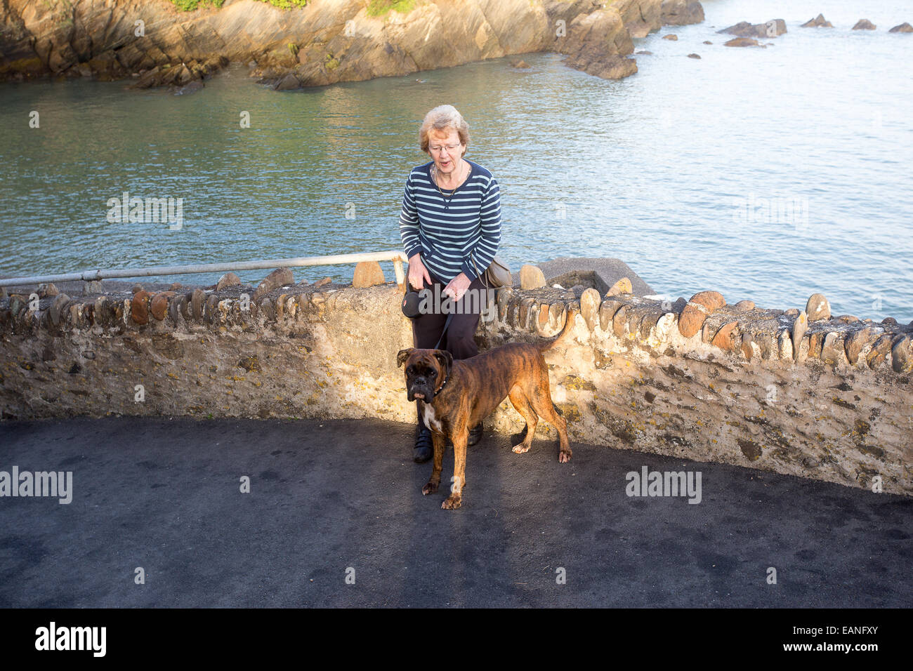 Titolare di pensione o di rendita camminare a piedi cane boxer sul percorso del mare Foto Stock