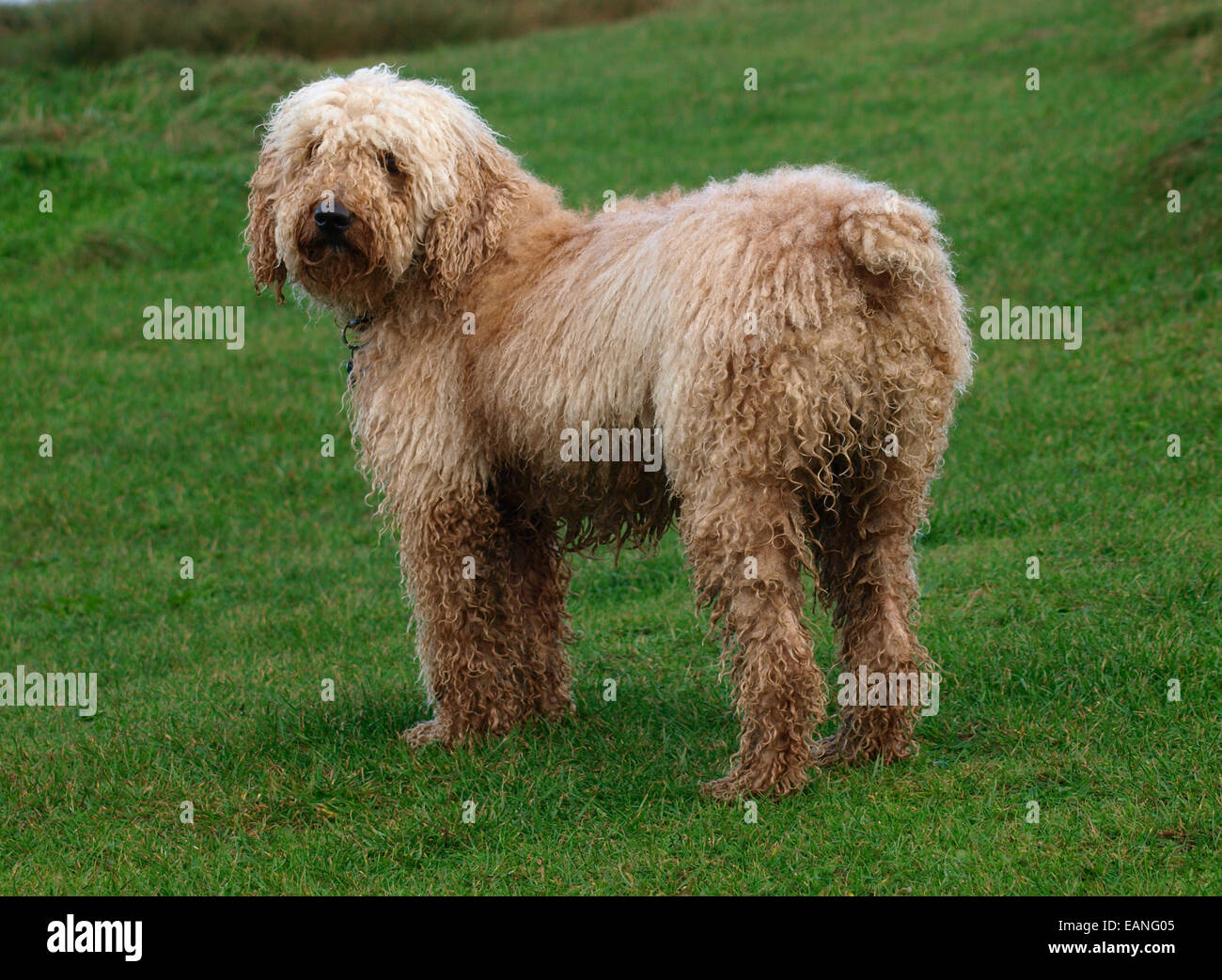 Wet Lagotto Romagnolo cane, UK Foto Stock