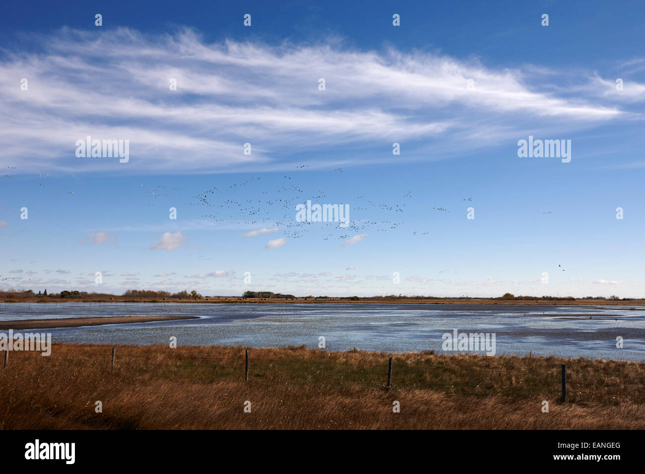 Le oche delle nevi floccaggio su campi allagati Saskatchewan Canada Foto Stock