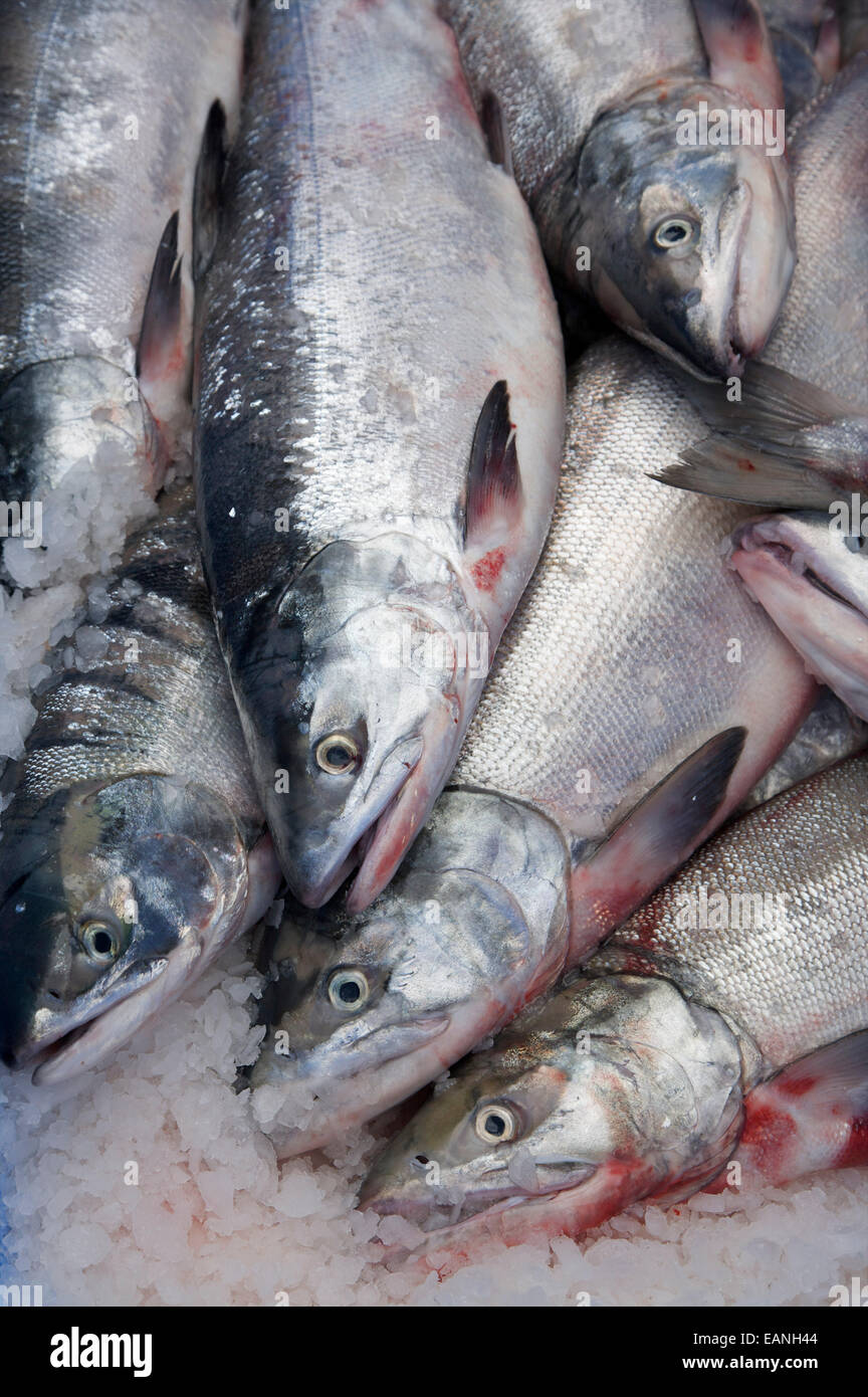 I salmoni a Peter Pan Seafoods, Dillingham, Western Alaska Foto Stock