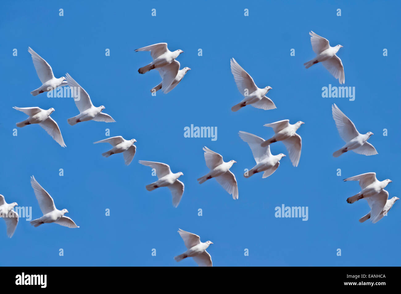 White piccioni volare sul cielo blu Foto Stock