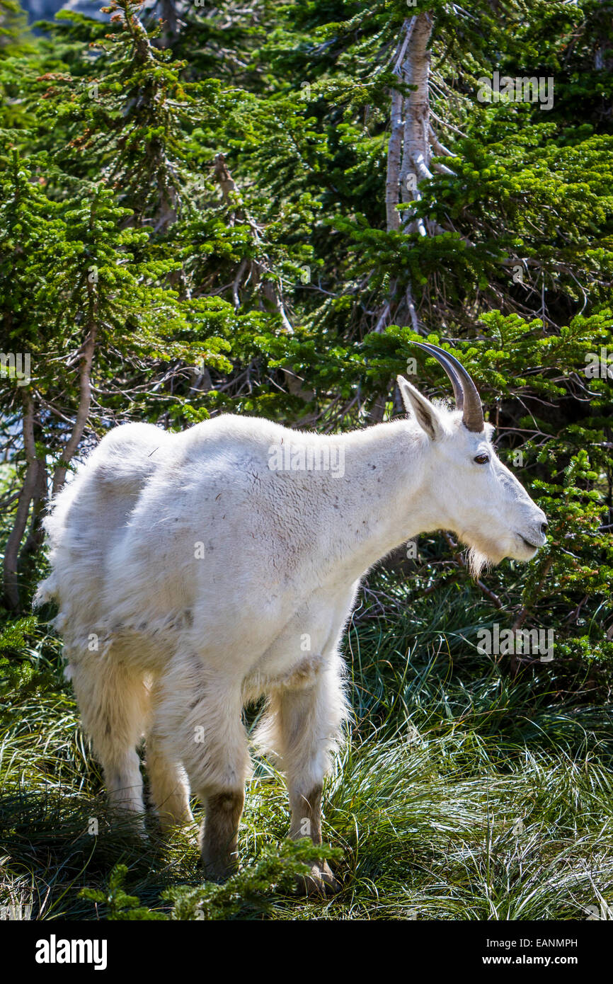 Un bianco capre di montagna vicino a Logan pass nel Parco Nazionale di Glacier, Montana, America, Stati Uniti d'America. Foto Stock