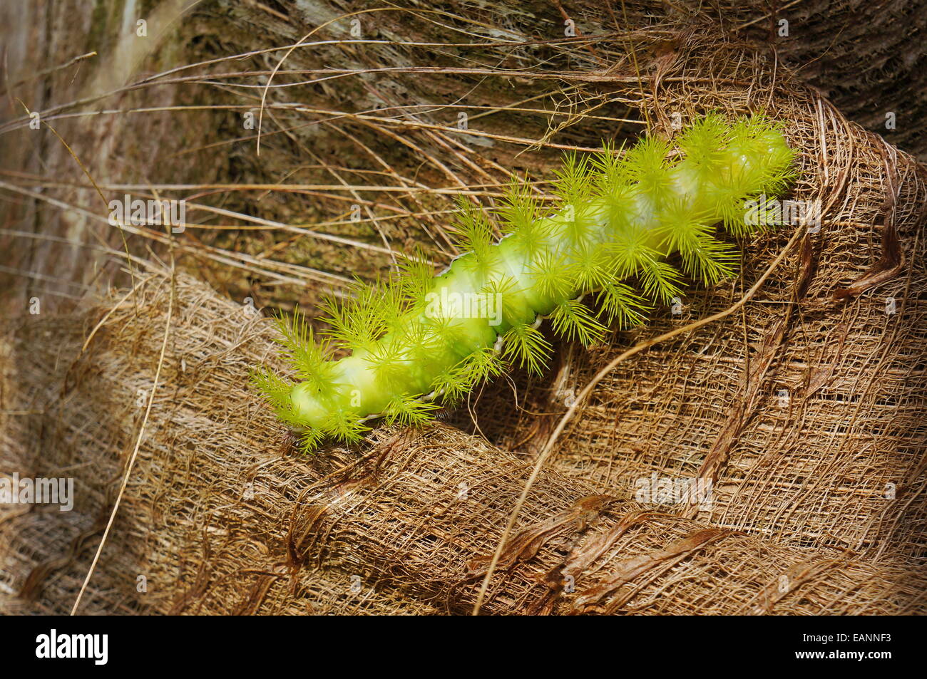 Un bruco verde con spine Automeris io tarma, America Centrale Foto Stock