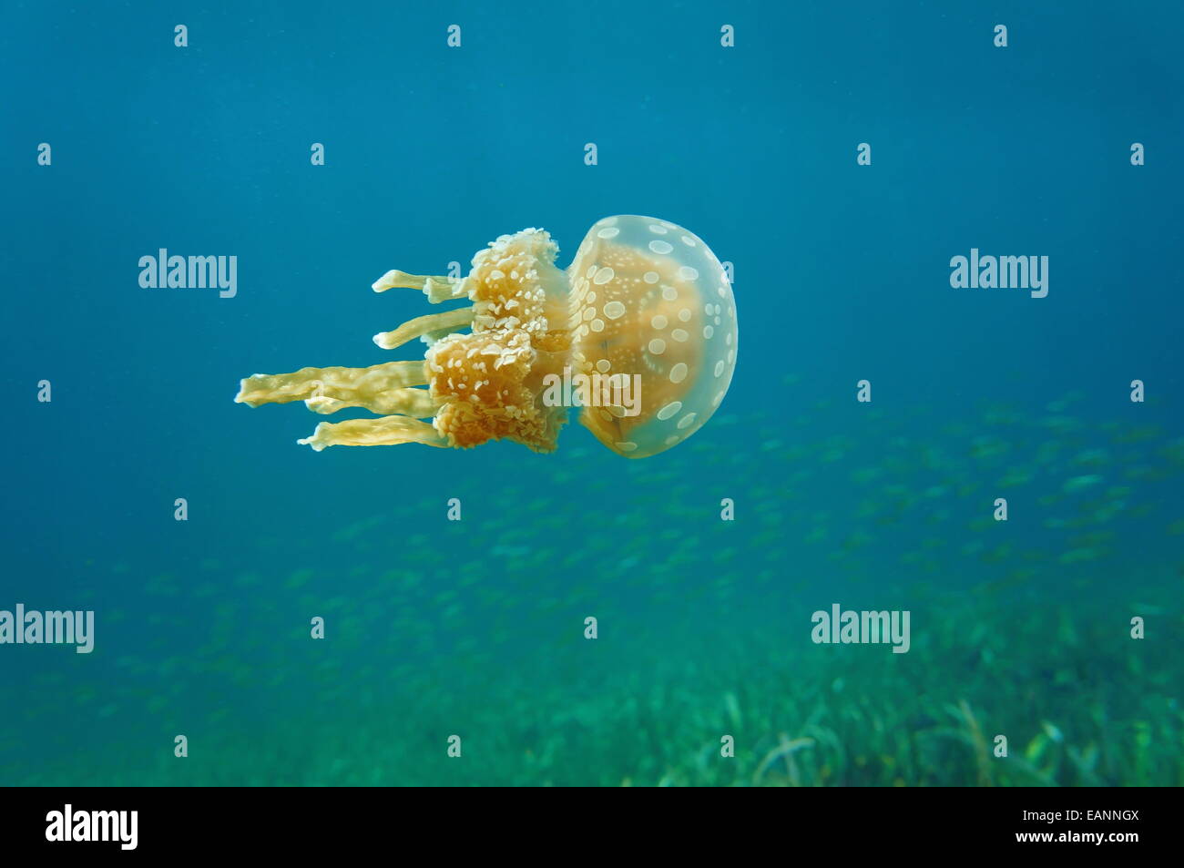 Mastigias meduse, specie invasive nel mar dei Caraibi, Bocas del Toro, Panama Foto Stock