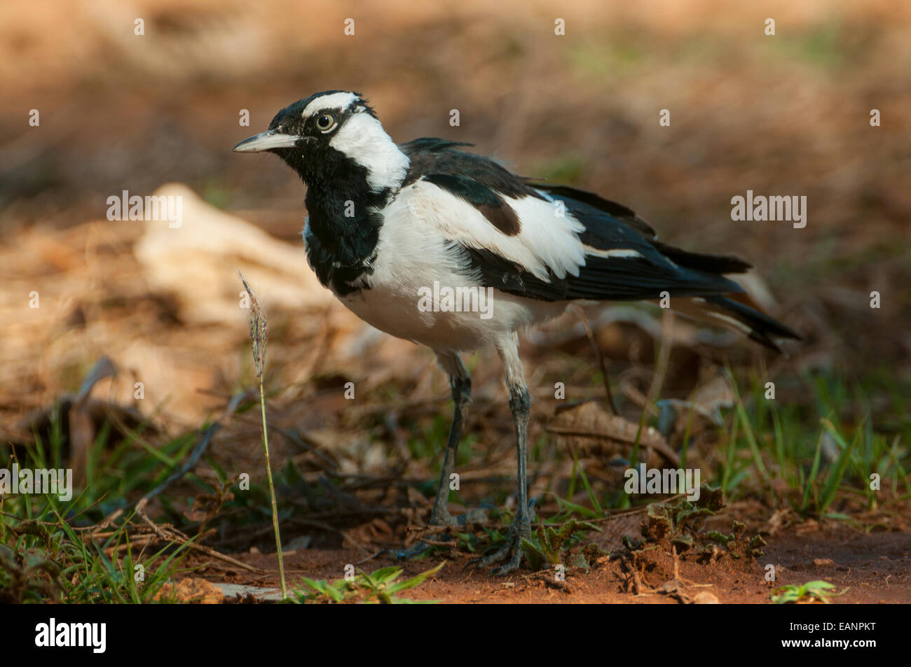 Gazza allodola, Grallina cyanoleuca a Mt Hart, il Kimberley, WA, Australia Foto Stock