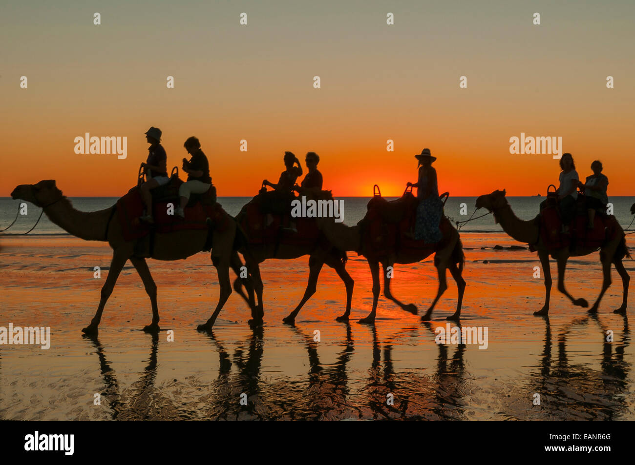 Camel a piedi sulla spiaggia di Cable al tramonto, Broome WA Foto Stock