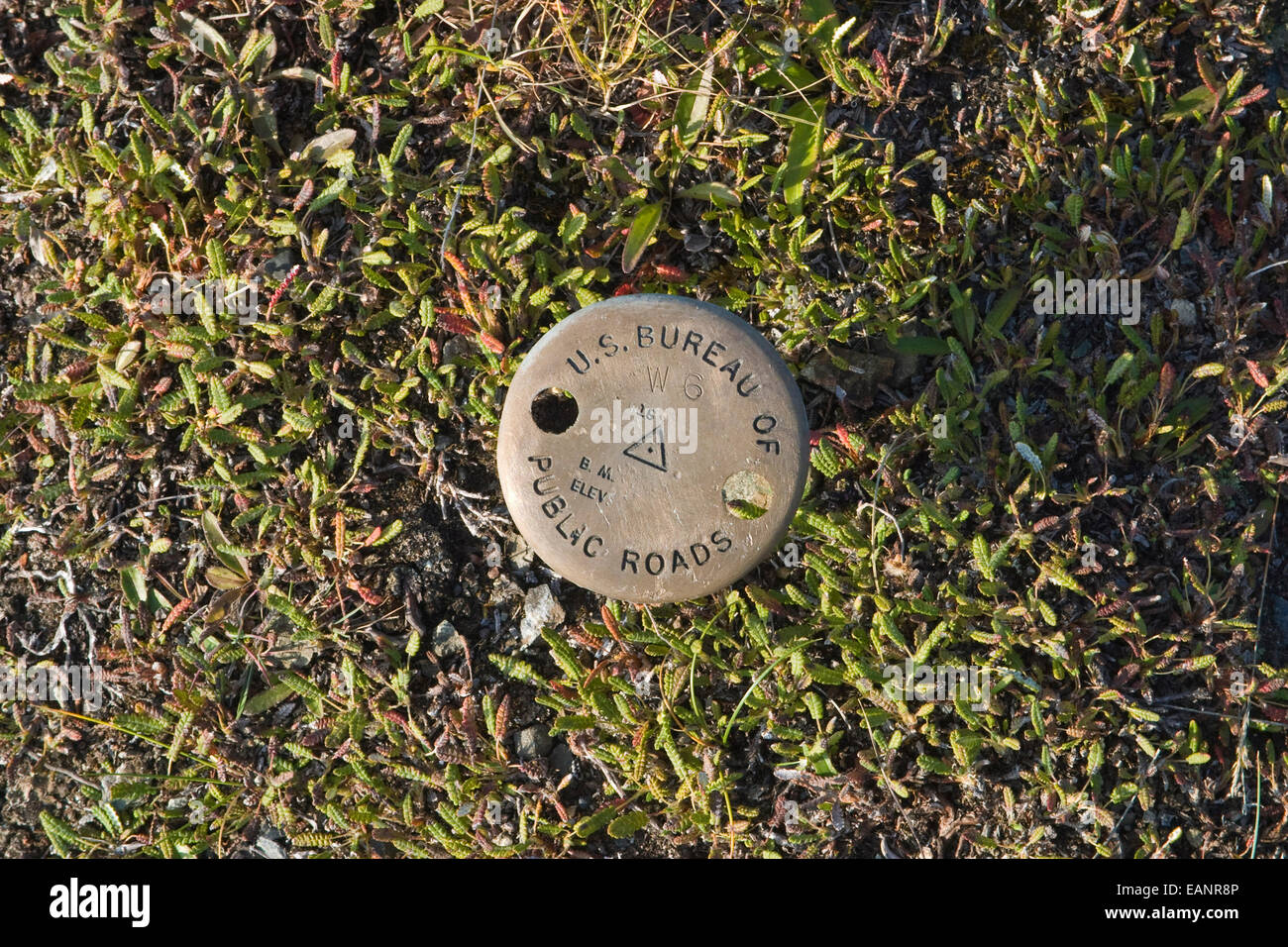 Close up di un tappo in ottone di Benchmark, un sondaggio marcatore, Parco Nazionale e Riserva di Denali, Interior Alaska, estate Foto Stock