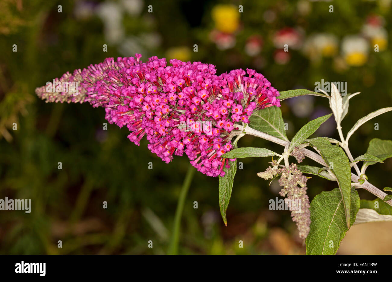 Rosso chiaro / rosa intenso dei fiori di Buddleja davidii Buzz serie "Velvet" con foglie di colore verde chiaro contro sfondo verde scuro Foto Stock