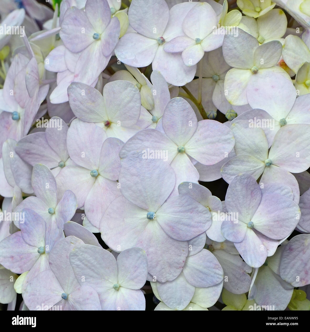 Belle blue Hydrangea fiori, petali pattern di sfondo Foto Stock