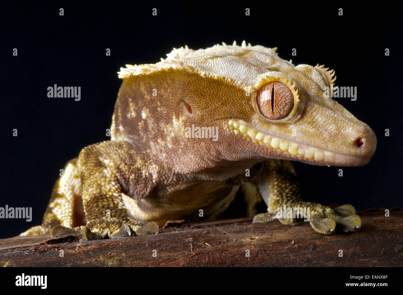 Crested gecko / Rhacodactylus ciliatus Foto Stock