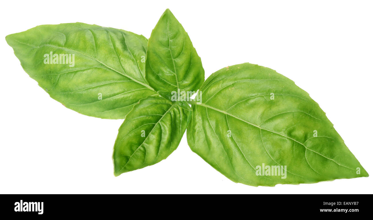 Il verde del basilico foglie isolate su un bianco. Foto Stock