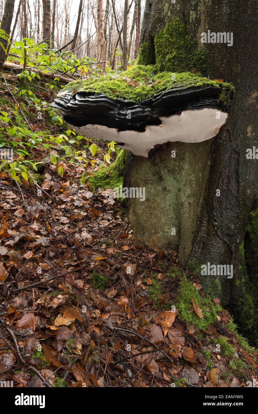 Staffa grande fungo oltre 50cm di diametro sulla vecchia vita rame maturo faggio tronco di albero base a livello del suolo coperto di moss Foto Stock