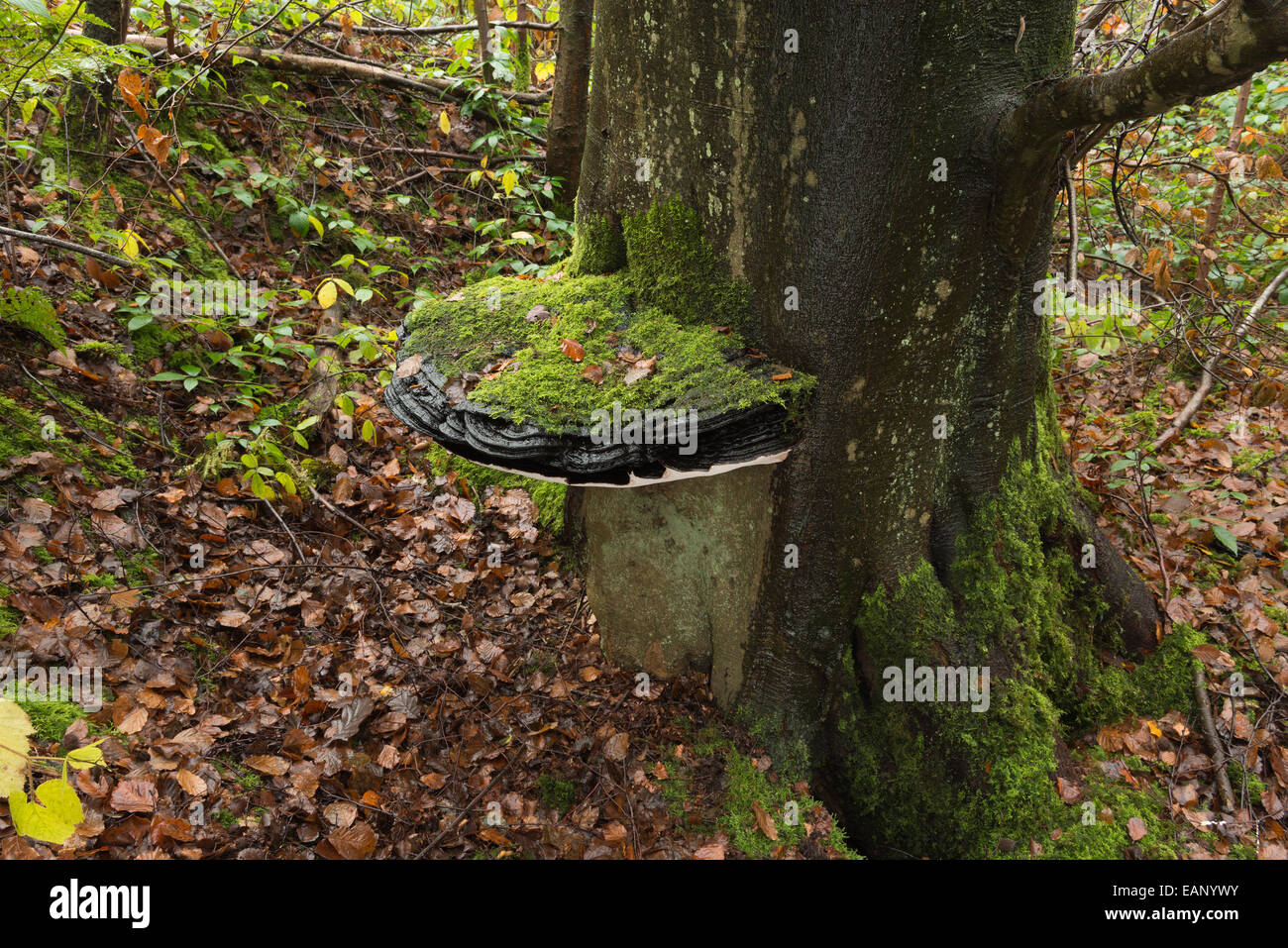 Staffa grande fungo oltre 50cm di diametro sulla vecchia vita rame maturo faggio tronco di albero base a livello del suolo coperto di moss Foto Stock