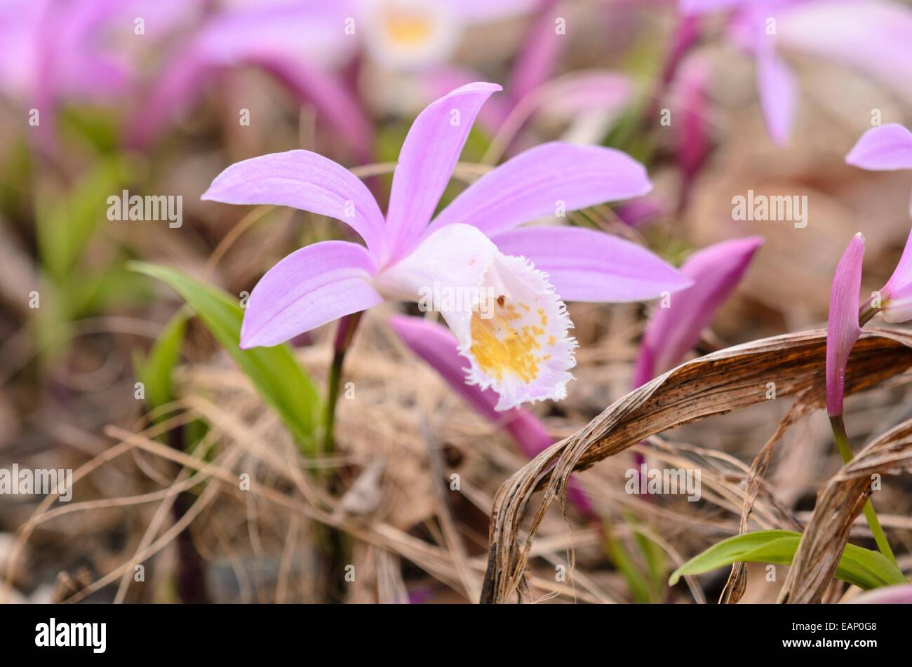 Hardy cinese (orchidee pleione) Foto Stock