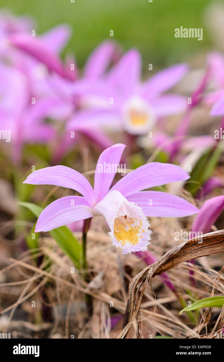 Hardy cinese (orchidee pleione) Foto Stock