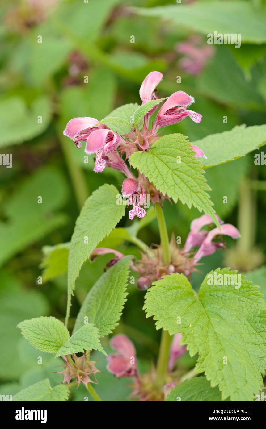 Morto gigante ortica (lamium orvala) Foto Stock