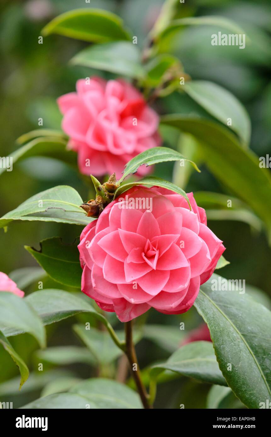 Japanese camellia (Camellia japonica 'tsugawashibori') Foto Stock