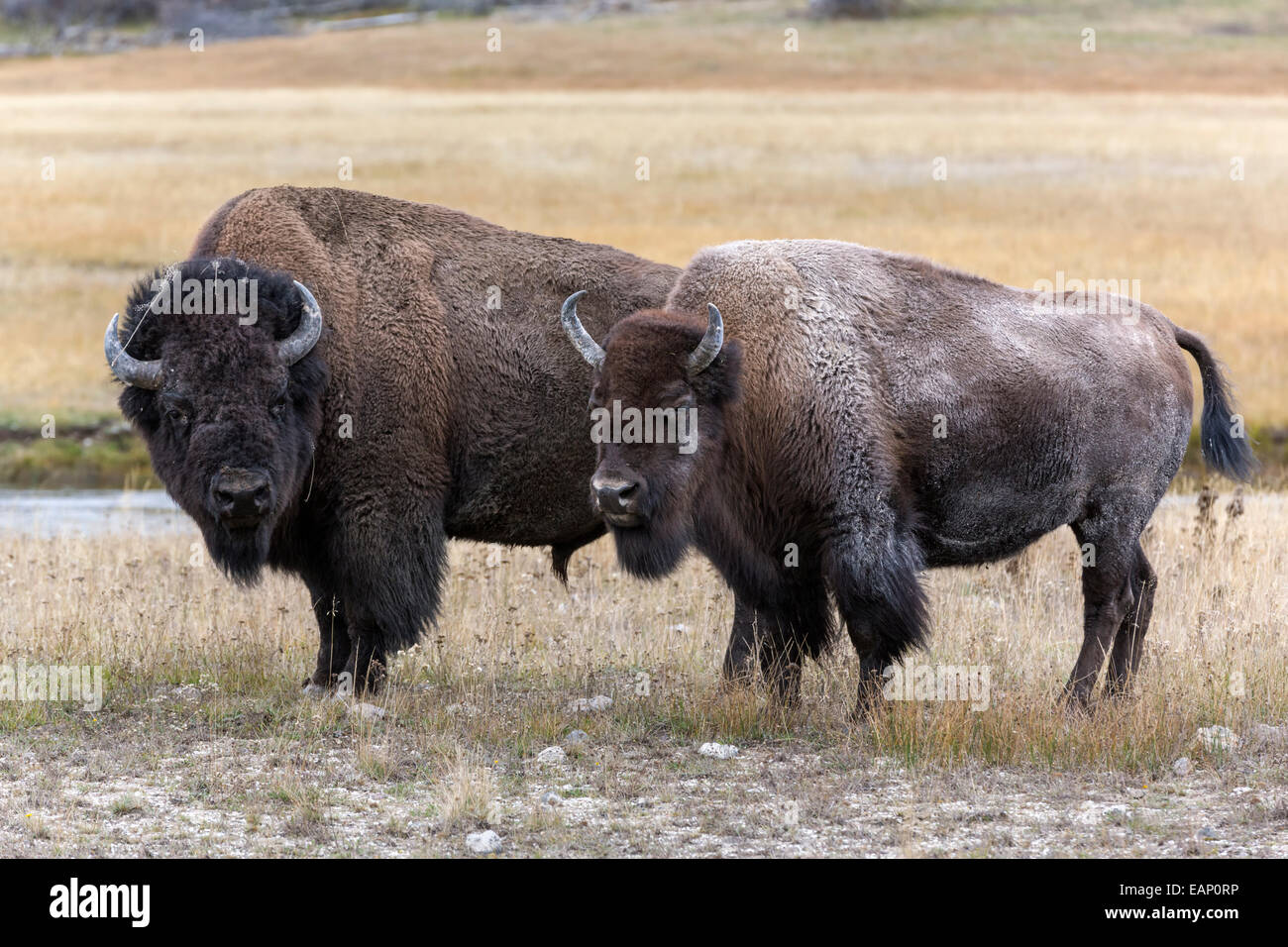 Bisonti americani - Bull vacca di guardia durante la routine annuale Foto Stock