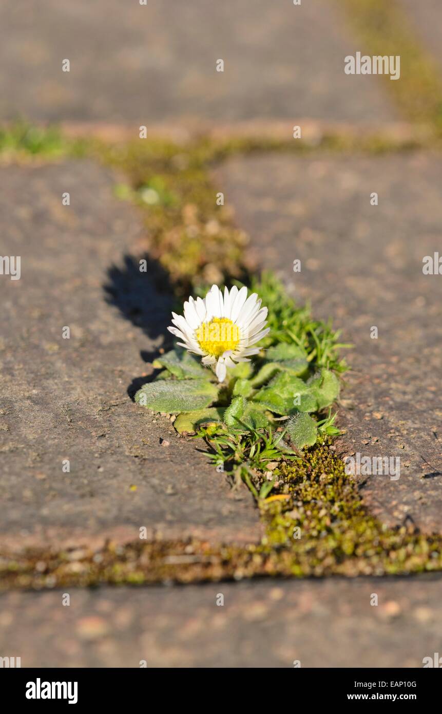 Comune (a margherita bellis perennis) Foto Stock