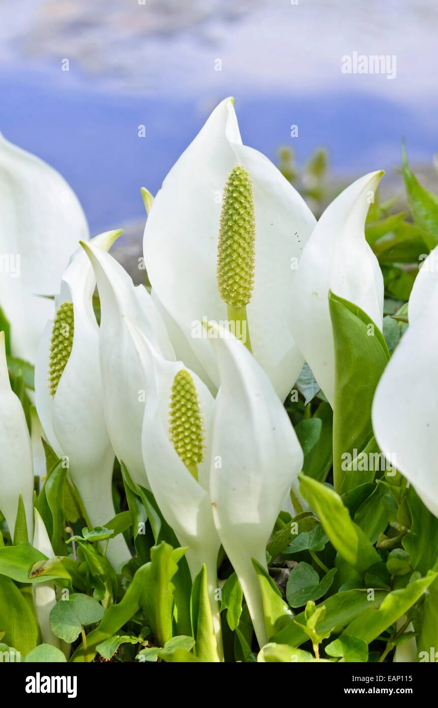 White Skunk cavolo (Lysichiton camtschatcensis) Foto Stock