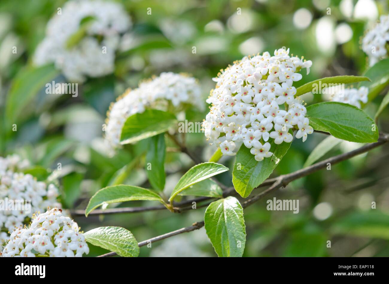 Evergreen viburnum (viburnum eschimese) Foto Stock