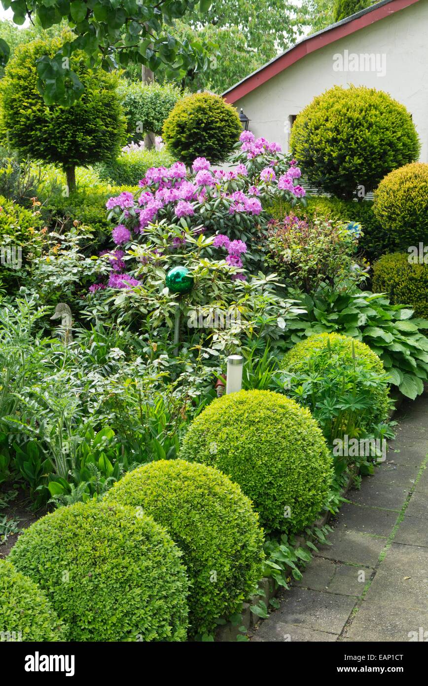 Rhododendron (Rhododendron), tassi (Taxus) e boxwoods (Buxus) con forma sferica Foto Stock