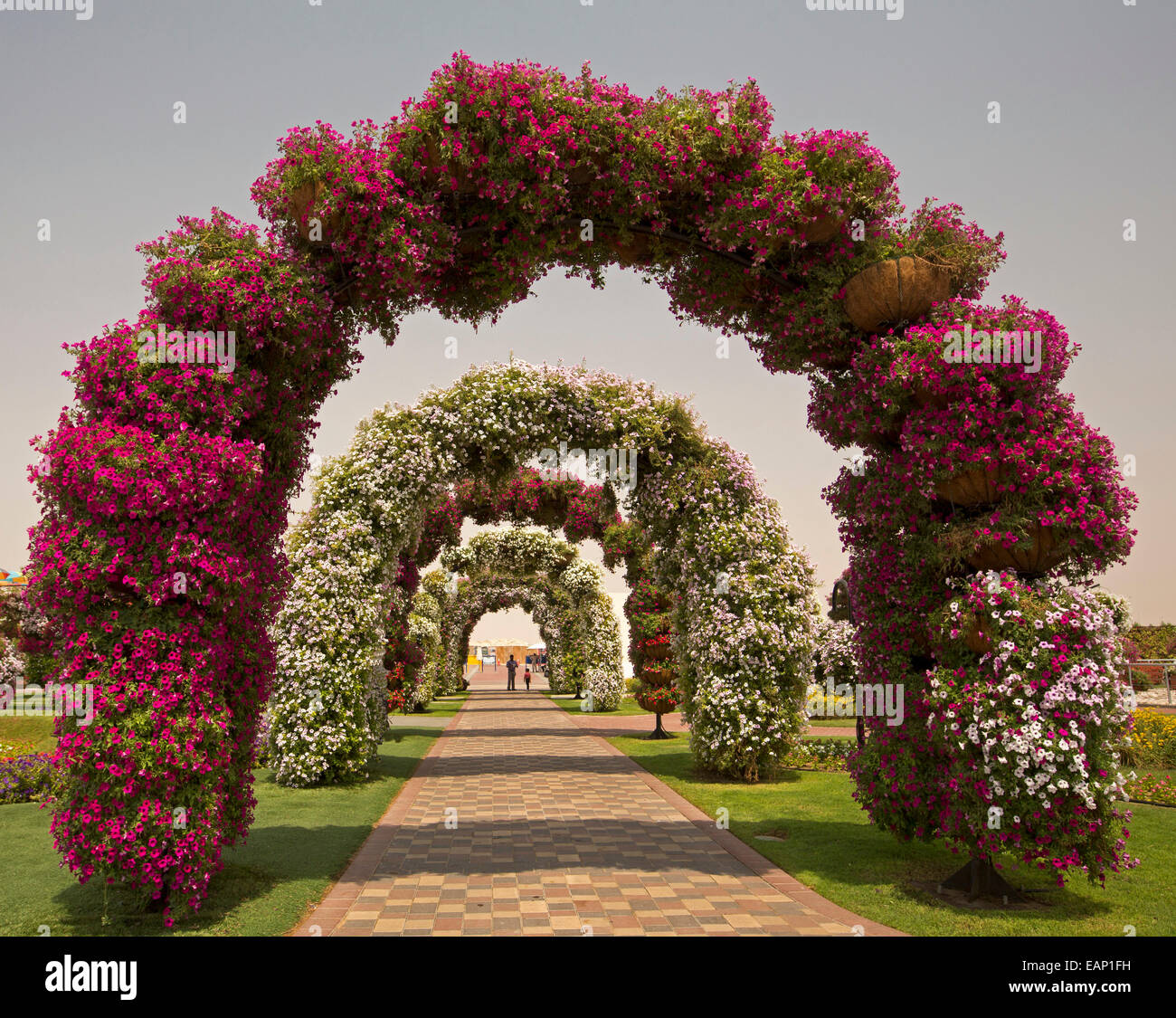 Dubai miracolo giardini, serie di grandi arcate ammanta con masse di vivacemente colorate di rosso e bianco nelle petunie al di sopra di percorso e prati nella regione del deserto Foto Stock