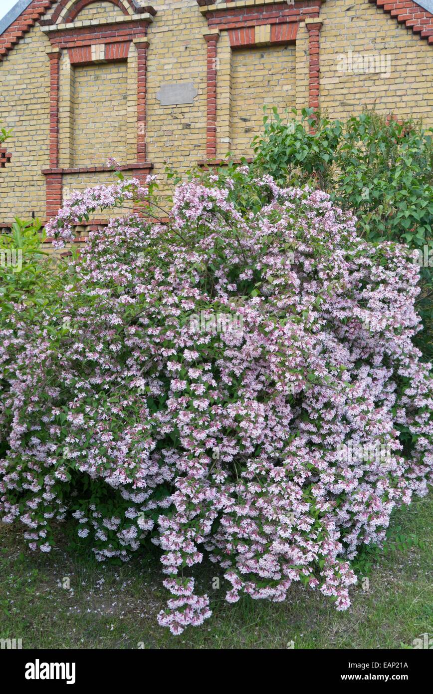 Bellezza bush (kolkwitzia amabilis) Foto Stock